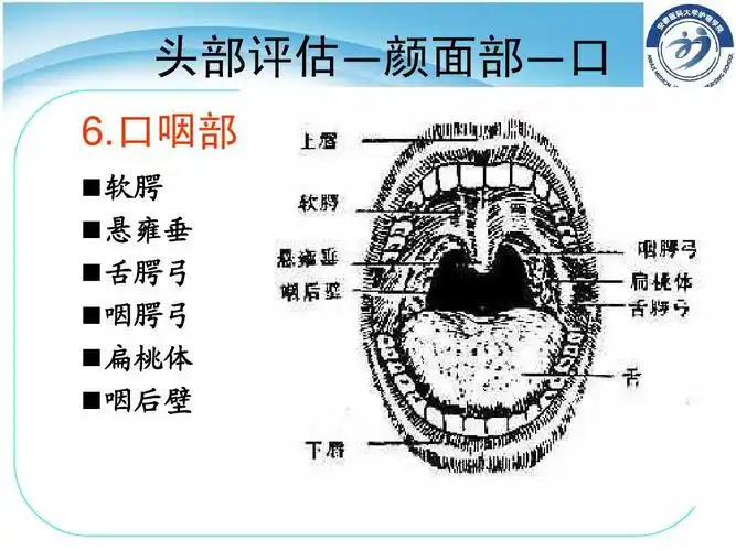 口咽部  软腭  悬雍垂  舌腭弓  咽腭弓  扁桃体  咽后壁