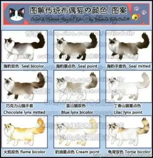 嘿你了解我吗?名猫百科之【布偶猫】vol.