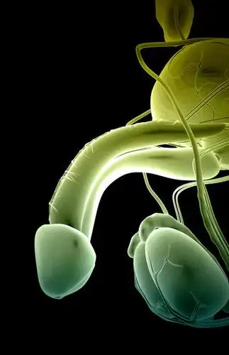 膀胱,阴茎,睾丸,阴囊,无人,竖图,插画,室内,特写,白天,正面,数码,科技