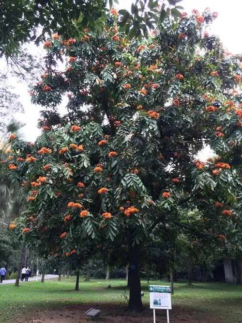 佛教圣树——无忧树