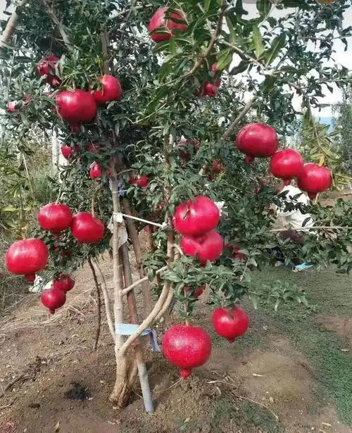 8公分红如意石榴树苗品种介绍平凉