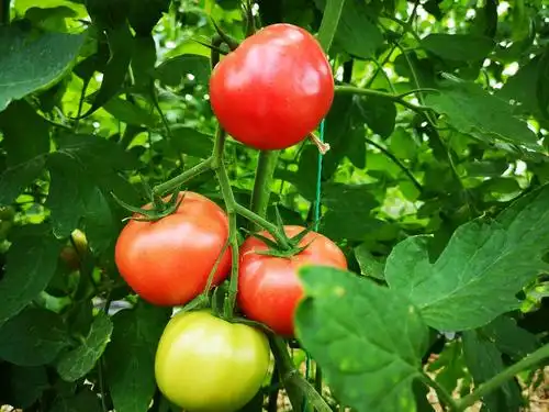 【曲江文化集团】楼观仙果蔬——来自天然有机的味道