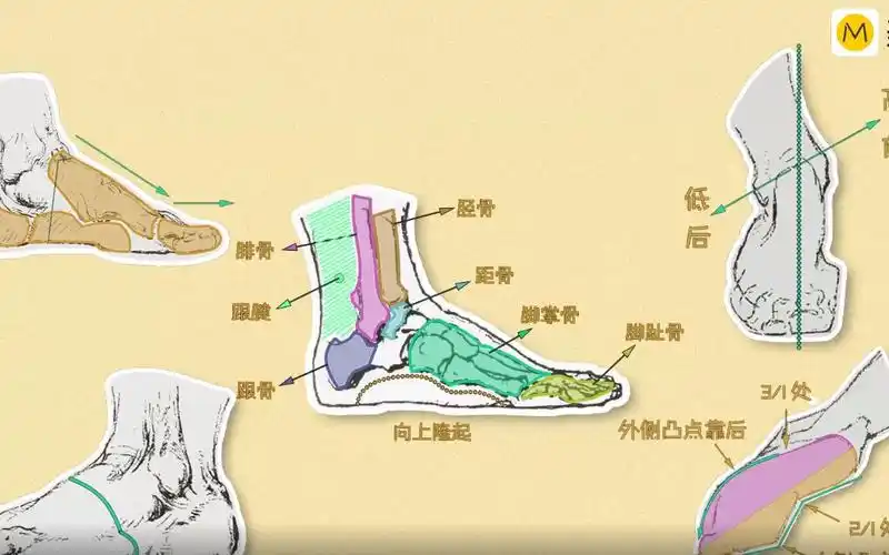 美术认识脚的内部结构画鞋子不迷茫
