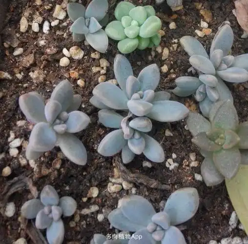 我的秋丽 姬秋丽 丸叶姬秋丽小苗们