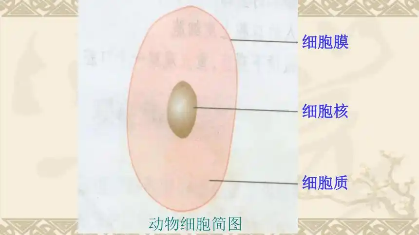 20212022学年人教版七年级生物上册213动物细胞课件20张ppt