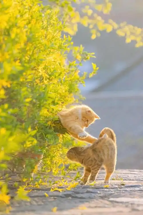 治愈人心的猫猫壁纸##vista小可爱