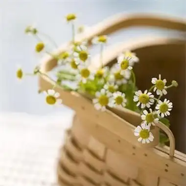 小清新唯美雏菊头像大全超有意境