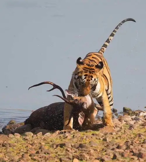 老虎vs鳄鱼母虎倒立后空翻拖猪暴力甩开抢食鳄鱼