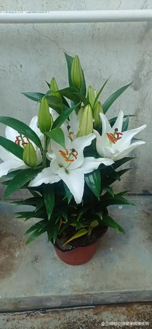 香水百合花的花语和寓意(香水百合花的种植和养殖方法)