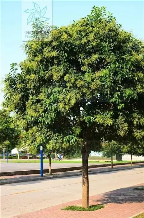 中国动植物植物篇十一