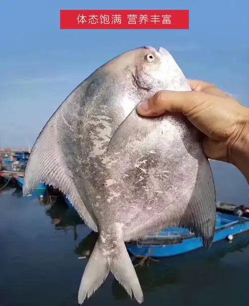 碧浔泽畔旗舰店大斗鲳鱼新鲜海捕斗底鲳鱼特大斗鲳鱼海鲜水产鱼类1315