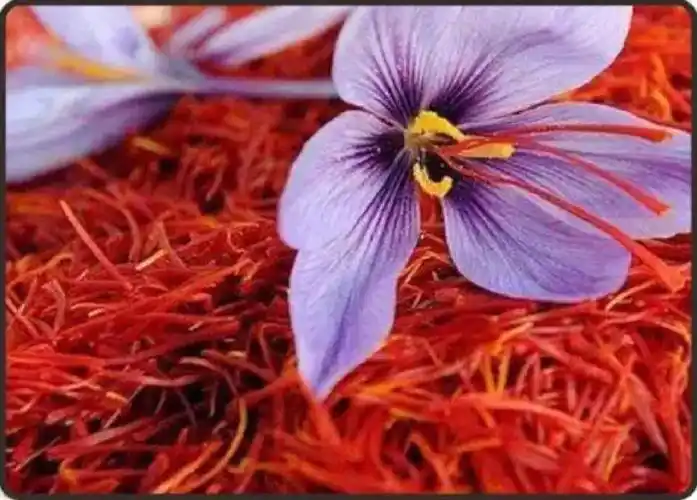 天下第一花藏红花