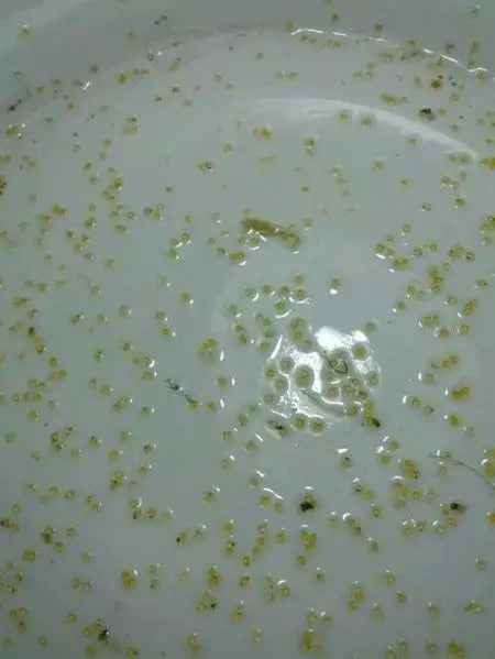 展开全部 这是草金鱼,有的地方叫小锦鲤,实际不是锦鲤.