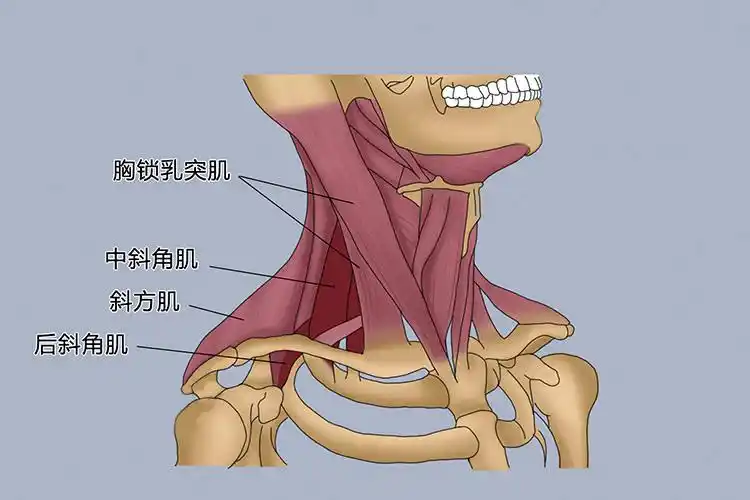 胸锁乳突肌,斜方肌位置图