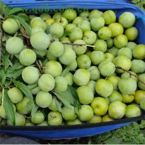 云南特产李子—昆明—快点8分类信息网