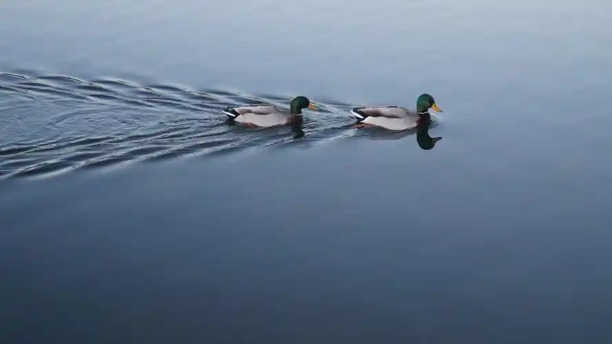 鸭子图片大全-动物壁纸-高清动物图片-第5图-娟娟壁纸