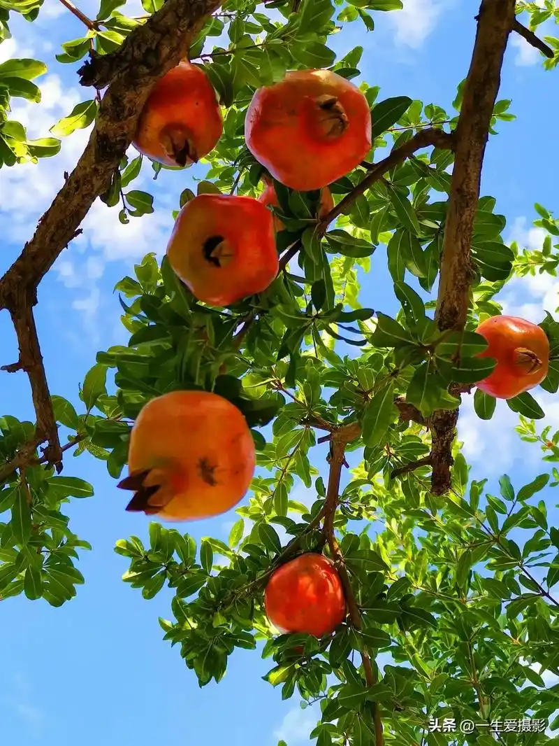 秋天是丰收的季节五谷成熟瓜果飘香在众多的果树中我比较喜欢石榴它的