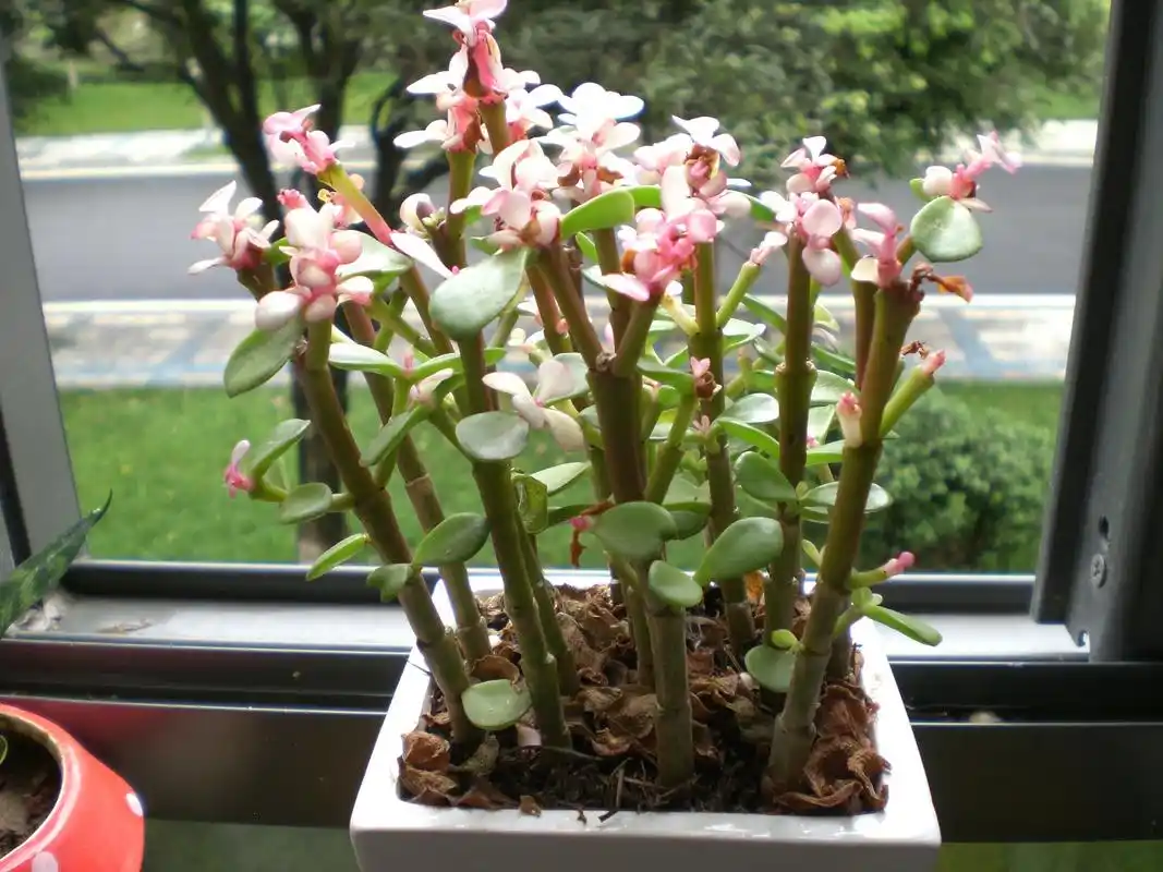 小庚娃2013-07-01 15:53  2013-07-01 16:58  最佳答案 金枝玉叶.