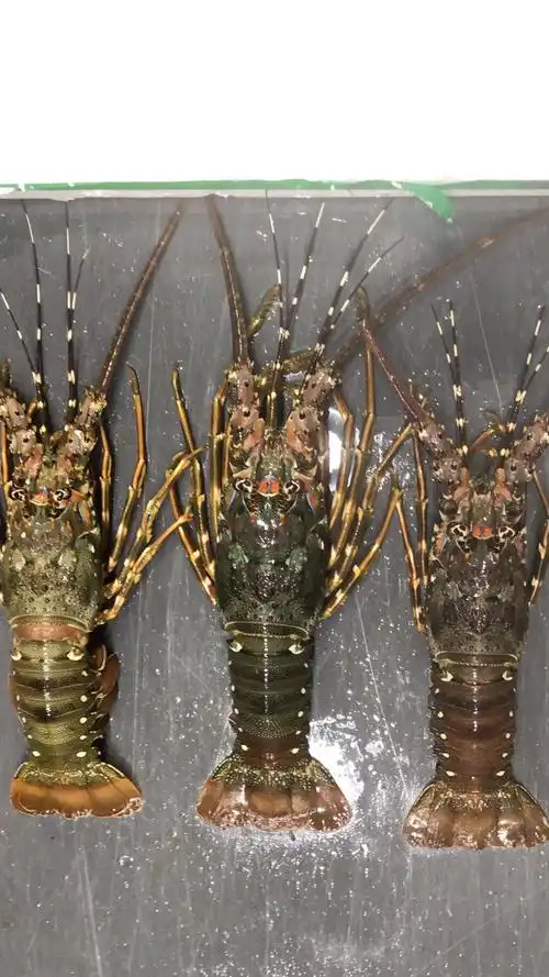 澳龙海鲜青龙仔野生小青龙鲜活生冻青龙虾大龙虾越南水产3只起拍350g