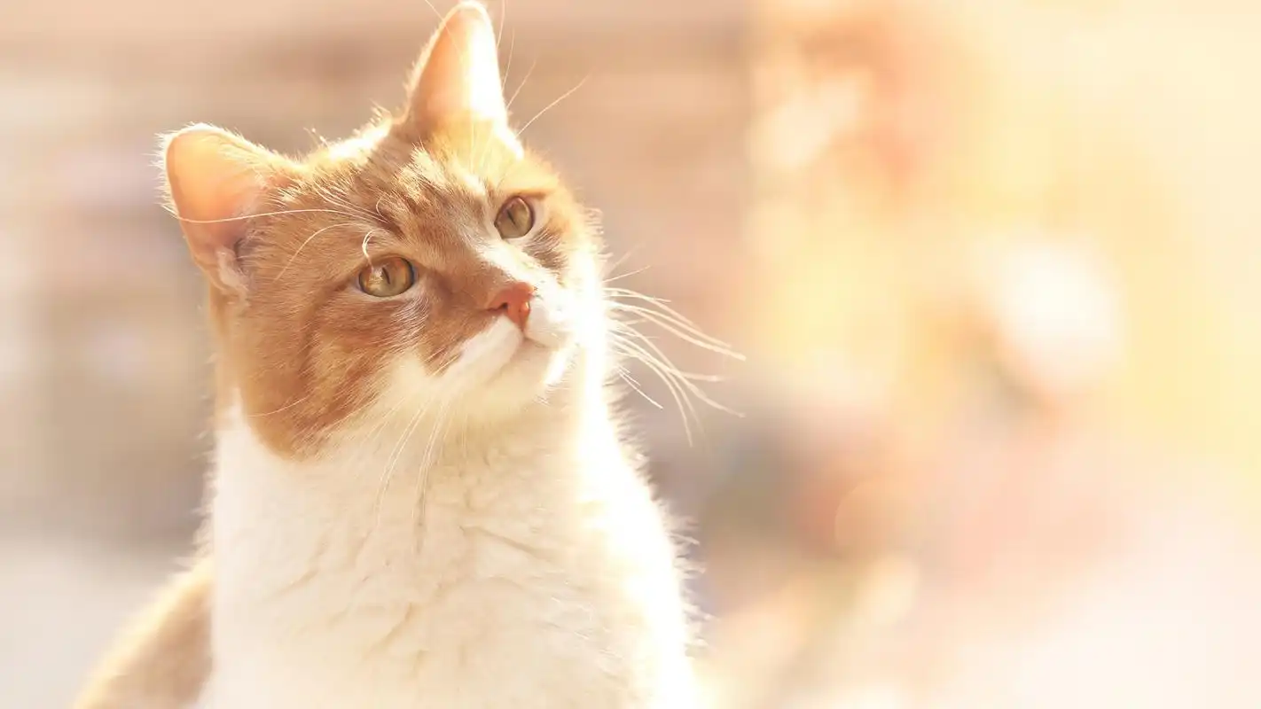 可爱的宠物猫咪高清宽屏桌面壁纸