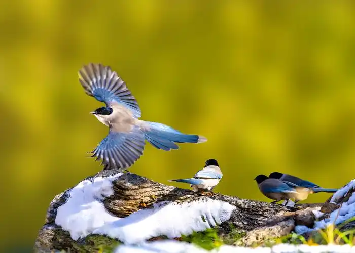 展翅飞翔-鸟类摄影-光影中国网-36.01ny.cn - powered by discuz!