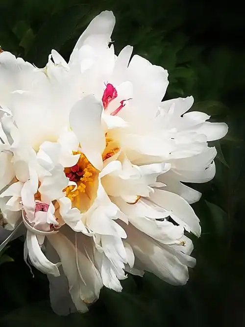 白芍药长春儿童公园