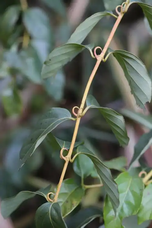 窗前&小山|若欲得奇趣,闲登老虎穴