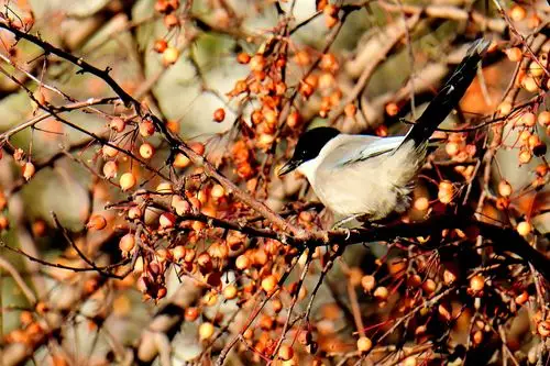 灰喜鹊采食海棠果