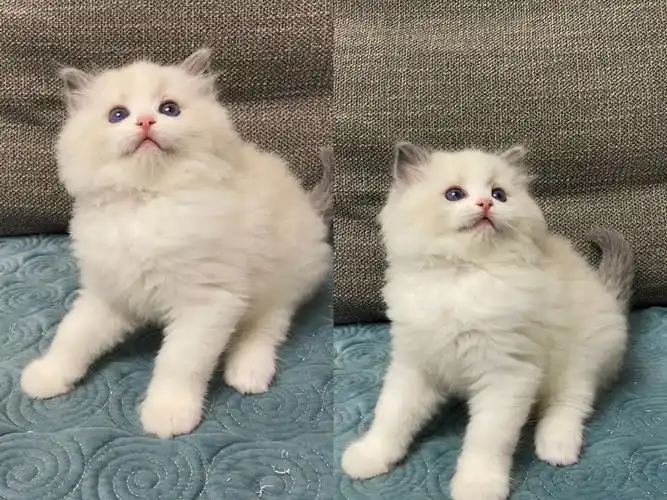 马上两个月的海双蓝双布偶猫猫五只