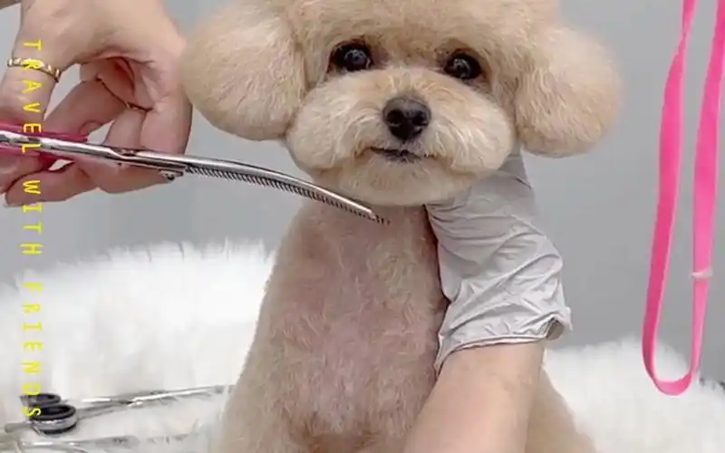 美容小记-香槟泰迪造型分享,仅供参考,每只小狗都有适合自己的造型!