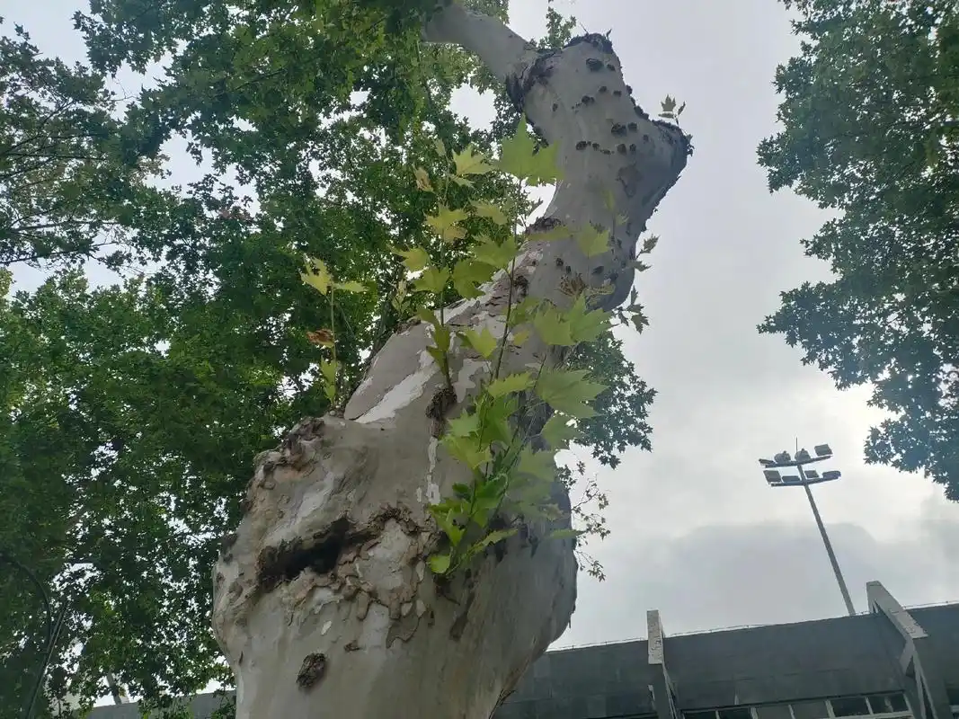 小记.p1 奇形怪状的树(又是在去工位的路上) p2 又是矩 - 抖音