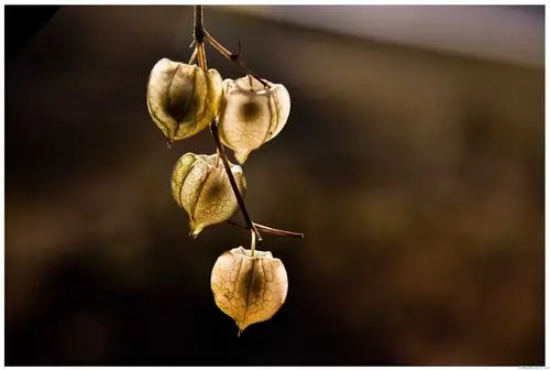 不知灯笼草有什么作用