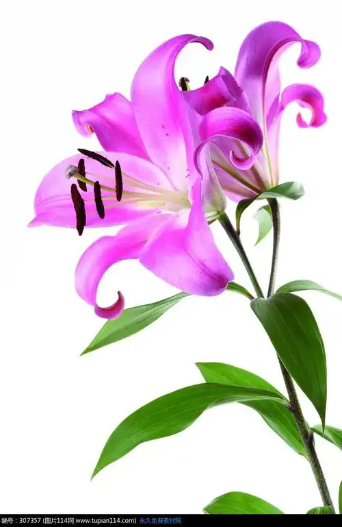 两朵紫色动人的百合