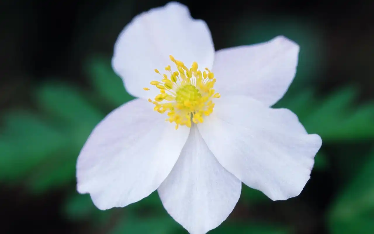 小清新绿色植物高清电脑壁纸-植物壁纸-手机壁纸下载-美桌网