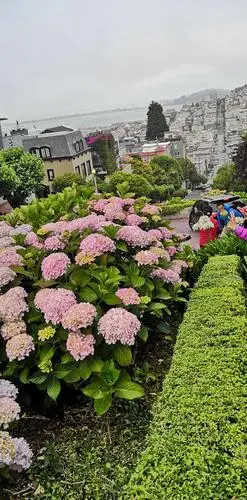 美国旧金山 九曲花街