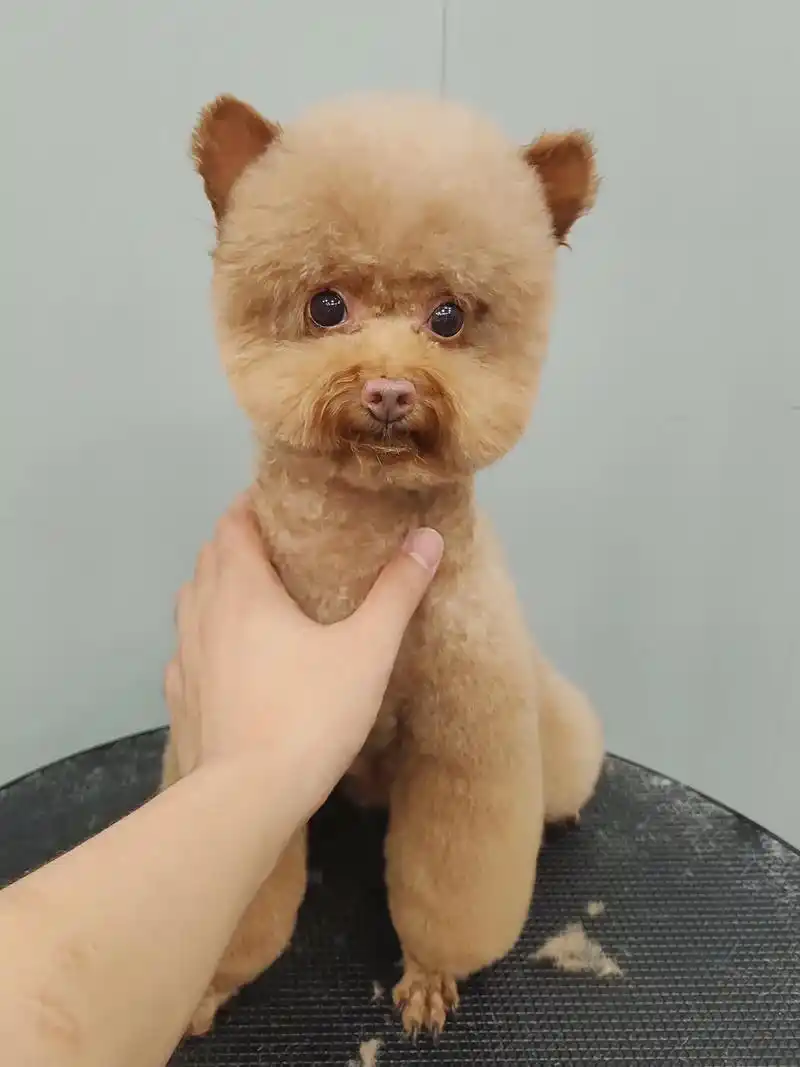 泰迪93肖恩小羊造型.#创作灵感 #萌宠 #狗狗美容师 #萌 - 抖音