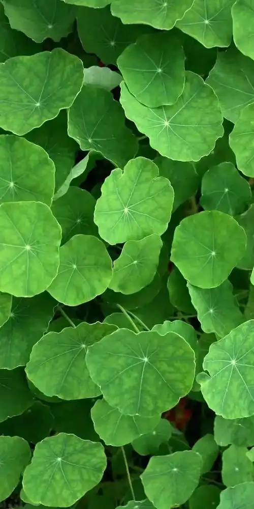 护眼屏保;1,护眼屏保;2,视觉享受;3,姹紫嫣红;4,风光无限;5,绿色养眼