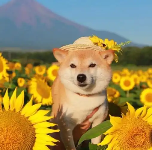 温暖治愈阳光的早安语录,朋友圈必备,太经典了!