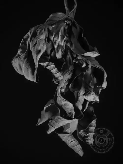 业余组2023年国际黑白摄影大奖赛艺术类获奖作品公布中