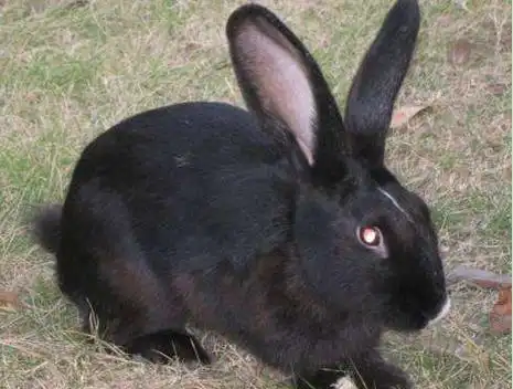 一种全身乌黑发亮的兔子——中华黑兔