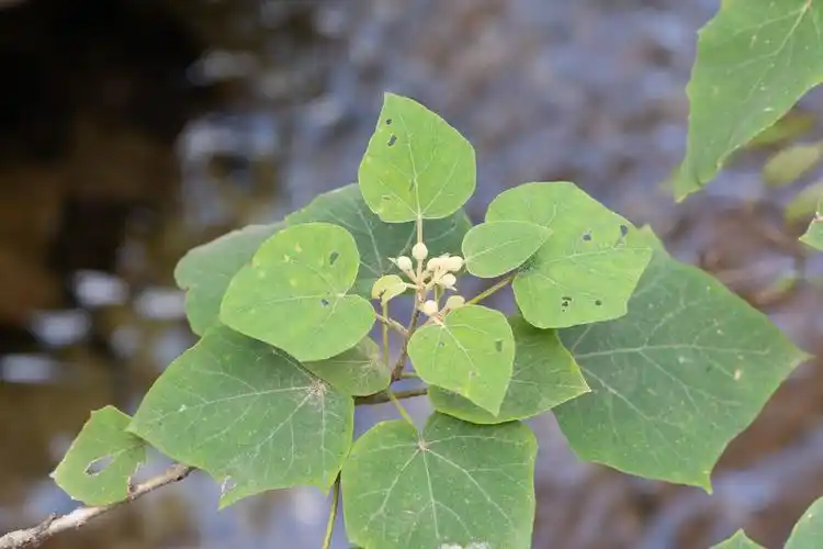 泡桐树的作用和用途
