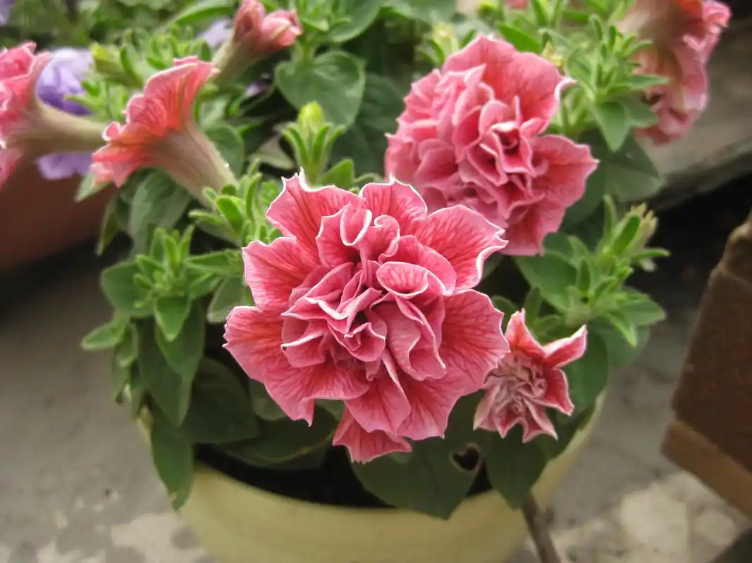 重瓣矮牵牛,二重唱.花色不错哦,分枝也很紧凑!