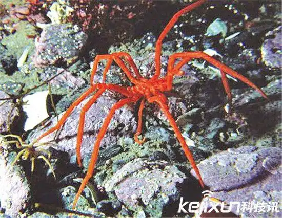 南极巨型奇异海蜘蛛体长25厘米生殖器长在腿上5