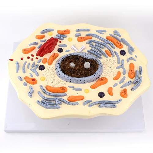 enovo颐诺动物细胞模型生物教学标本动物细胞结构