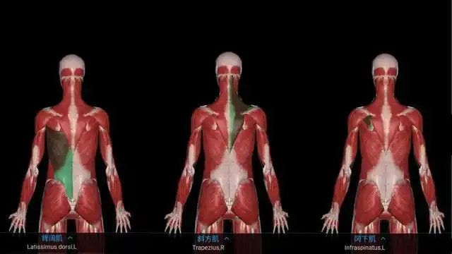 8个背部训练动作,帮你练出漂亮的"圣诞树"