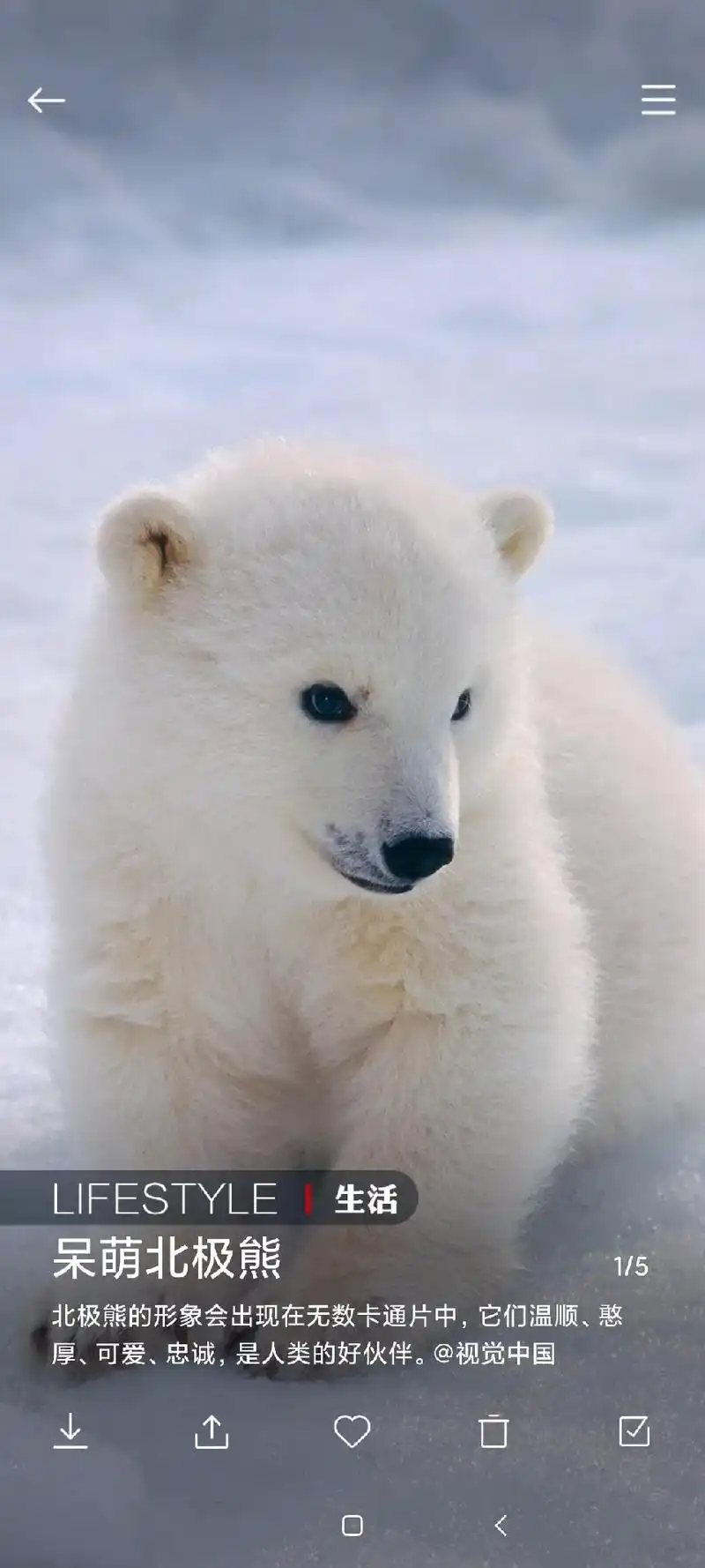 呆萌北极熊,真的很可爱!