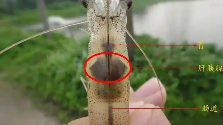 养好南美白对虾,肝胰腺必须重视!67成功转肝,是成功的开始!_肝脏