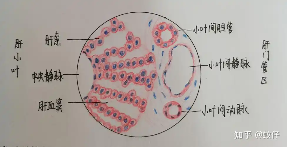八:肾皮质九:睾丸(生精小管,睾丸间质细胞10*40)组织学与胚胎学课程