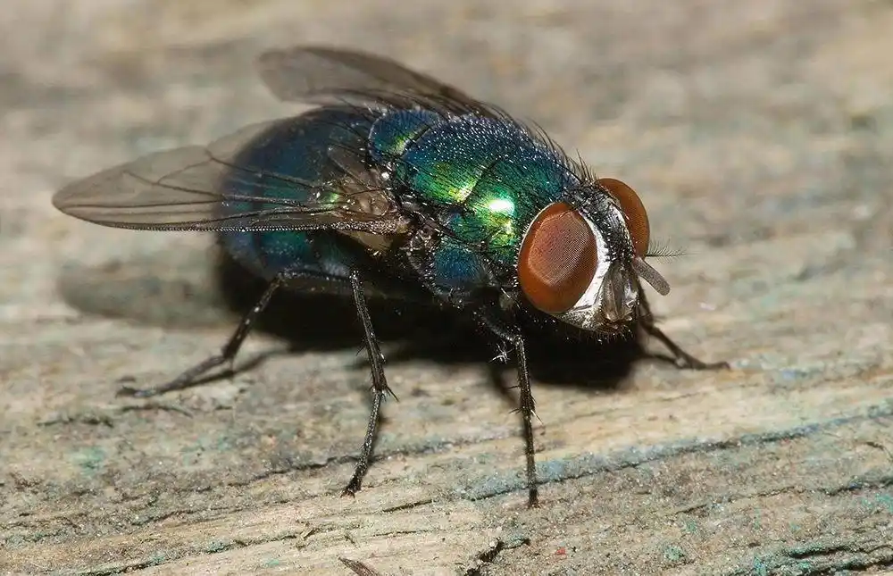 苍蝇经常呆在屎上为什么不生病?
