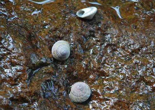 月螺 迷你小海螺黑色杂纹螺蜗牛螺 微景专用海螺 粘帖贝壳的材5mm